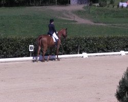 dressage horse Finch (Rhinelander, 1998, from Fabriano)