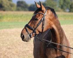 dressage horse Vitus 76 (Westphalian, 2012, from Vitalis)