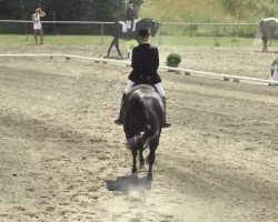 dressage horse Kir Royal 82 (Oldenburg, 2003, from K2 T)