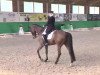 dressage horse Freudenzauber 2 (Trakehner, 2004, from K2 T)