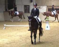 dressage horse Donovan's Liberty (Hanoverian, 2002, from Don Vino)