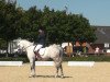 dressage horse Erbprinz (German Riding Pony, 2004, from Eldorrado)