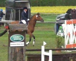 jumper Lisanne 8 (Hanoverian, 2005, from Lauries Crusador xx)