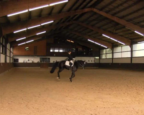 jumper Goldiano 2 (German Riding Pony, 2001, from FS Golden Highlight)