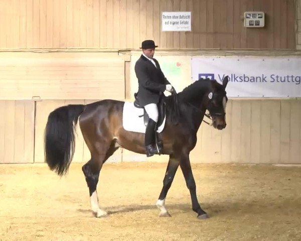 dressage horse Caballero 67 (Württemberger, 1998, from Concord)