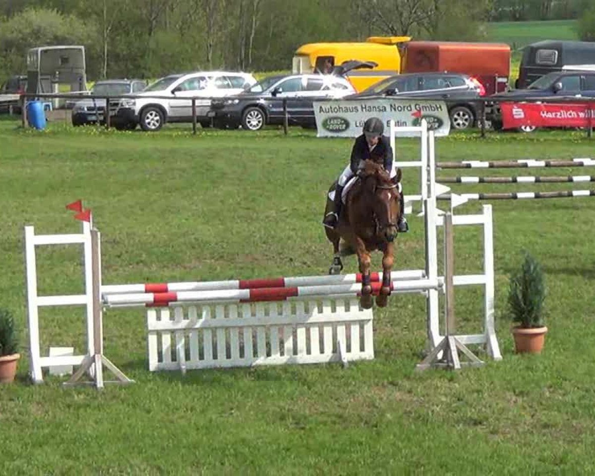 Springpferd Karlson 15 (Sachsen-Anhaltiner, 2000, von Korsar II)