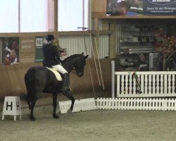 dressage horse Ebony 69 (Württemberger, 2002, from Epikur)