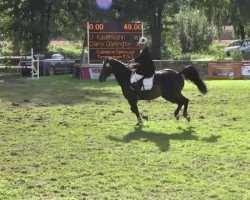 Springpferd Darcy Darlington (Westfale, 2001, von Don Larino 171 FIN)