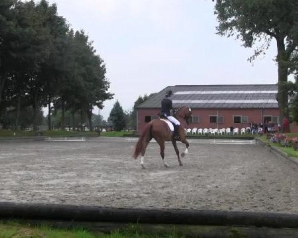 dressage horse Liostro R (Westphalian, 2004, from Laureus NRW)