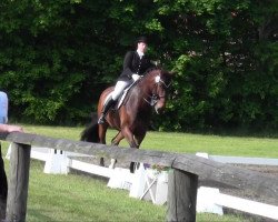 dressage horse Lentano B (Westphalian, 2003, from Laureus NRW)