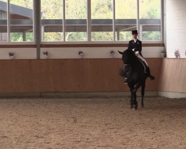 dressage horse Rosselini 5 (Westphalian, 2001, from Rosenkoenig)