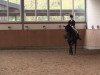 dressage horse Rosselini 5 (Westphalian, 2001, from Rosenkoenig)