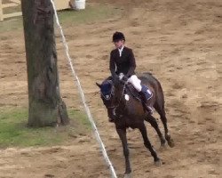 jumper Emmi 19 (Hanoverian, 2003, from Escudo I)