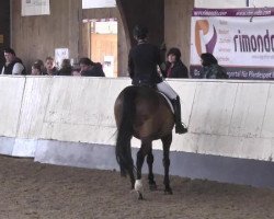 dressage horse Marcellus 20 (Württemberger, 2002, from Metteur)