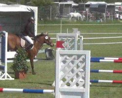 jumper Nashville Sound (German Riding Pony, 2003, from Night-Cup)