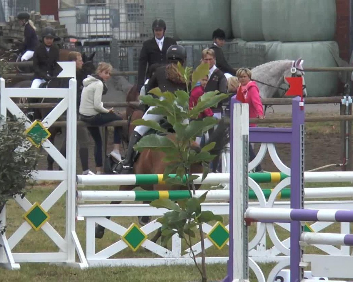 Dressurpferd Beauty Star 5 (Deutsches Reitpony, 2003, von Night-Cup)