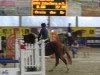 jumper Quintera 15 (Oldenburg show jumper, 2005, from Quidam's Rubin)