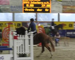 jumper Quintera 15 (Oldenburg show jumper, 2005, from Quidam's Rubin)