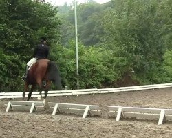 dressage horse Argentinus 16 (Oldenburg, 2000, from Argentinus)