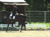 dressage horse Dancing Devil 4 (Hanoverian, 2000, from Donatelli I)