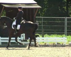 dressage horse Dancing Devil 4 (Hanoverian, 2000, from Donatelli I)