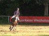 dressage horse Antony 25 (New Forest Pony, 1998, from Antonio)