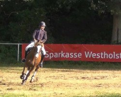 dressage horse Antony 25 (New Forest Pony, 1998, from Antonio)