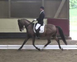 dressage horse Univers 6 (KWPN (Royal Dutch Sporthorse), 2001, from Ircolando)