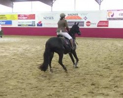 jumper Quito M (Zangersheide riding horse, 2003, from Quinar)