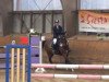 jumper Minnie's Noble Jolie (Oldenburg show jumper, 2006, from Cola 10)