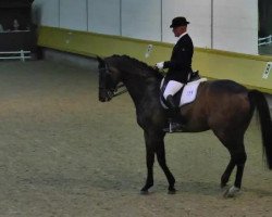 dressage horse Lotto Champ (Holsteiner, 2006, from Lucky Champ)