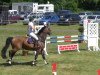 jumper Rupin (Oldenburg show jumper, 2001, from Locarno GZ)