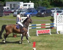 jumper Rupin (Oldenburg show jumper, 2001, from Locarno GZ)