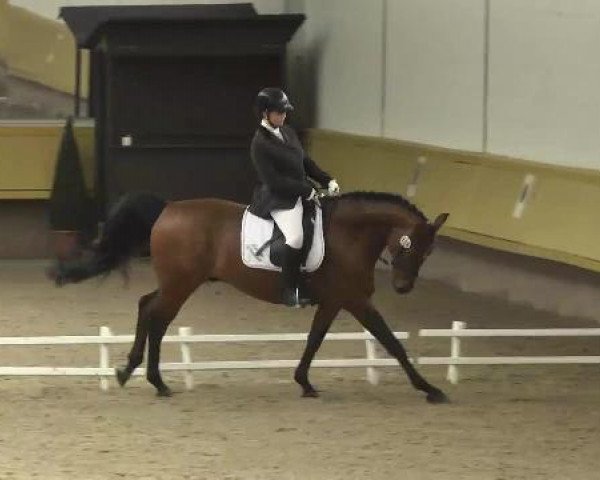 horse Lucius (German Sport Horse, 2005, from Luxius)