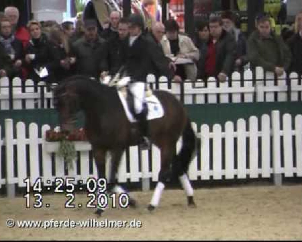 stallion Herbstbach (Trakehner, 2007, from Occacio)