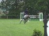 jumper Senghor (Trakehner, 2006, from Key West)