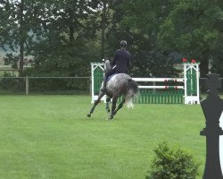 jumper Senghor (Trakehner, 2006, from Key West)