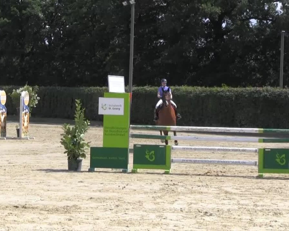 Springpferd Argento 6 (Oldenburger, 2002, von Argentinus)