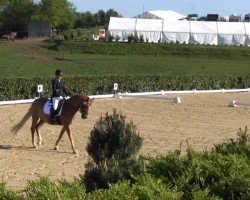 dressage horse PK Dubai (German Riding Pony, 2001, from FS Don't Worry)