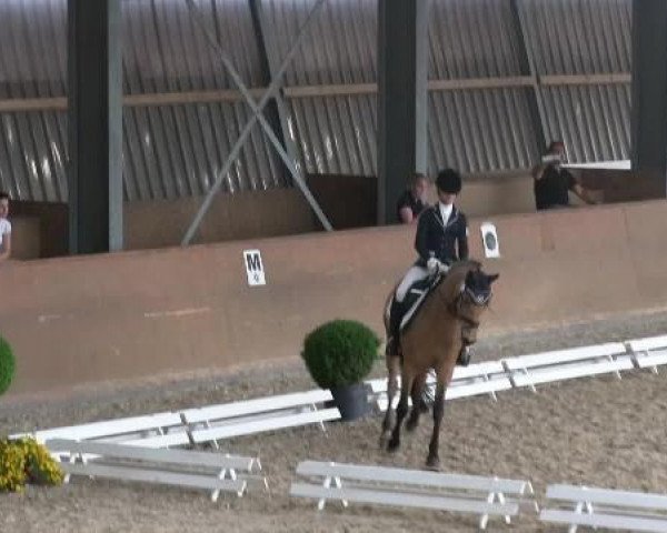 dressage horse Graf Bo (German Riding Pony, 2005, from Geronimo B)