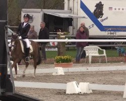 dressage horse Vitus 58 (German Riding Pony, 2001, from Viscount)