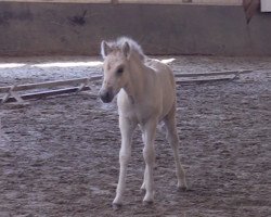 horse Djur (Fjord Horse, 2019, from Daim)