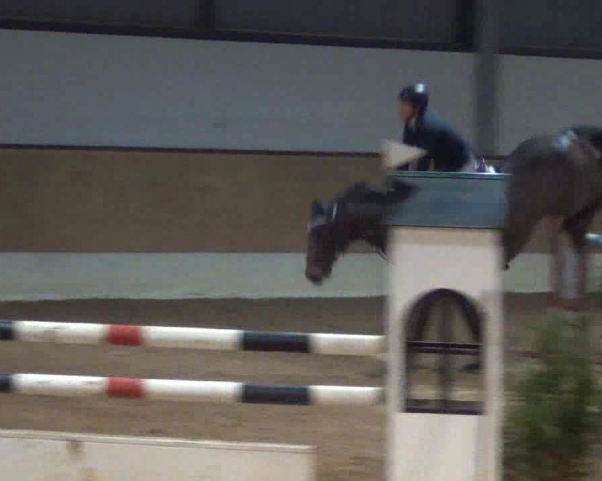 jumper Lanciero 5 (Holsteiner, 2003, from Lancer II)