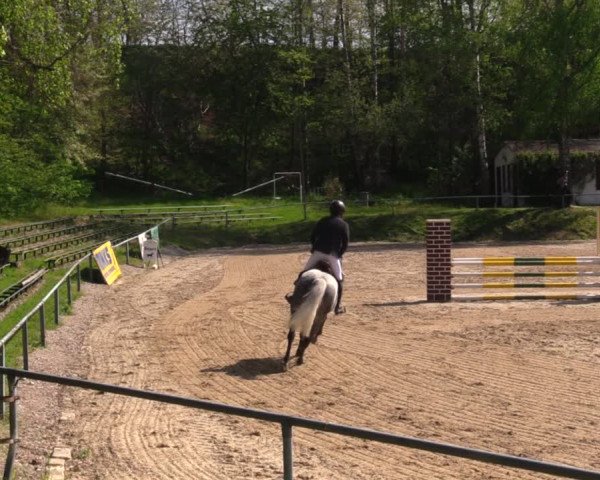 Reitturnier Lgl.-Oberhain, B95 2021