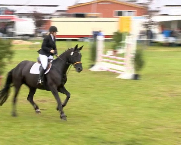 horse Emma Peel 39 (Rhinelander, 2006, from Erasmus)