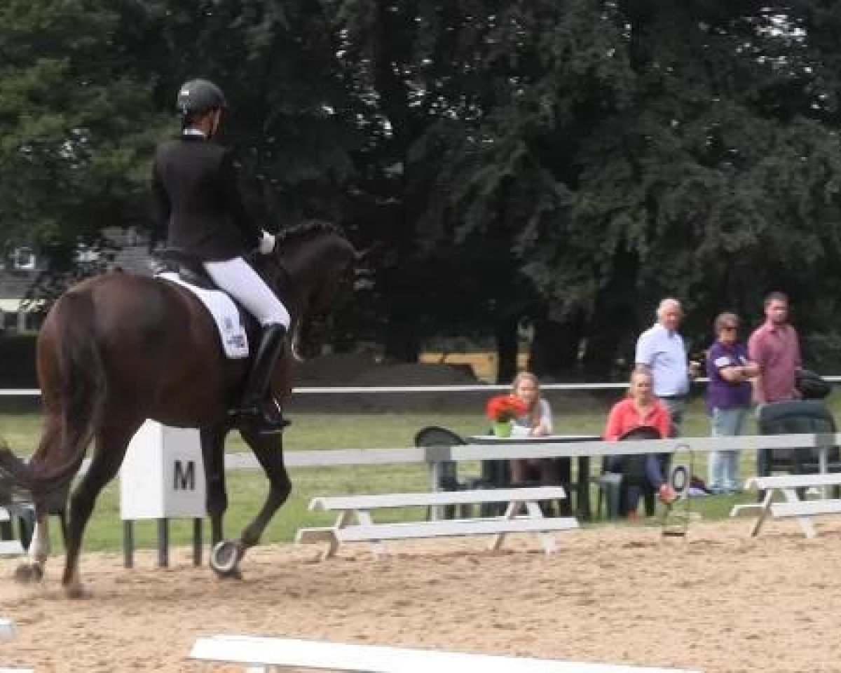broodmare Liebelotte (Westphalian, 2006, from Laudabilis)