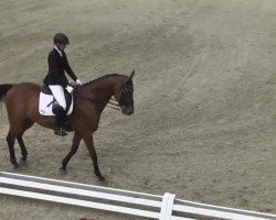 dressage horse Limandus (Württemberger, 2003, from Laudatio)