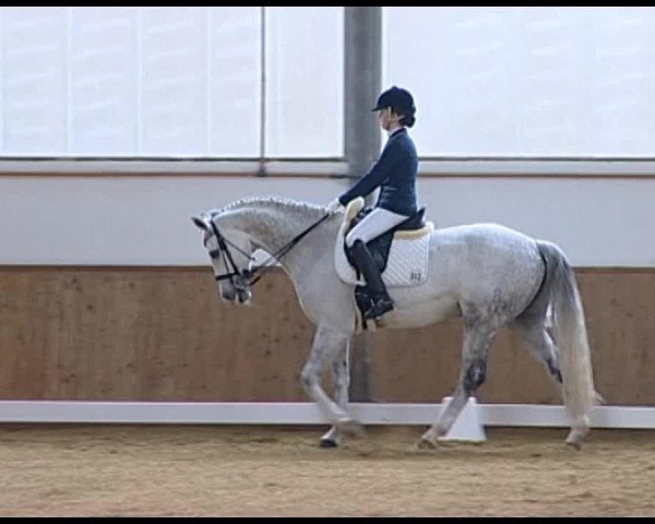 dressage horse Dolmetscher (Oldenburg, 2004, from Donnerball)