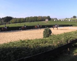 dressage horse Janosch T (Rhinelander, 1998, from Jacquare)