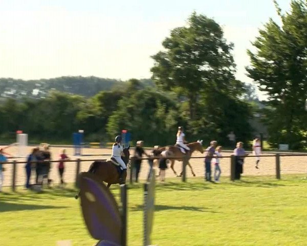 jumper Quirano (Oldenburg, 2004, from Quidam's Rubin)